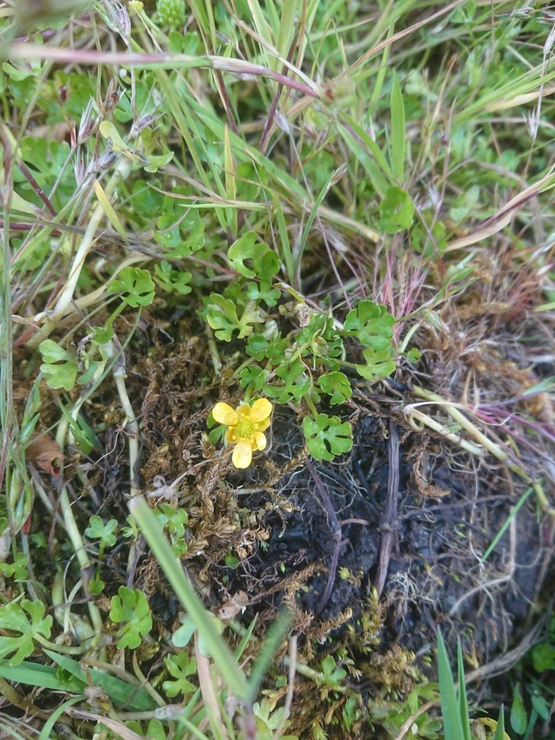 Ranunculus fuegianus photo 2