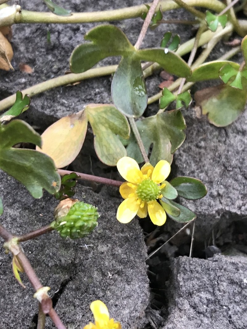 Ranunculus fuegianus photo 3