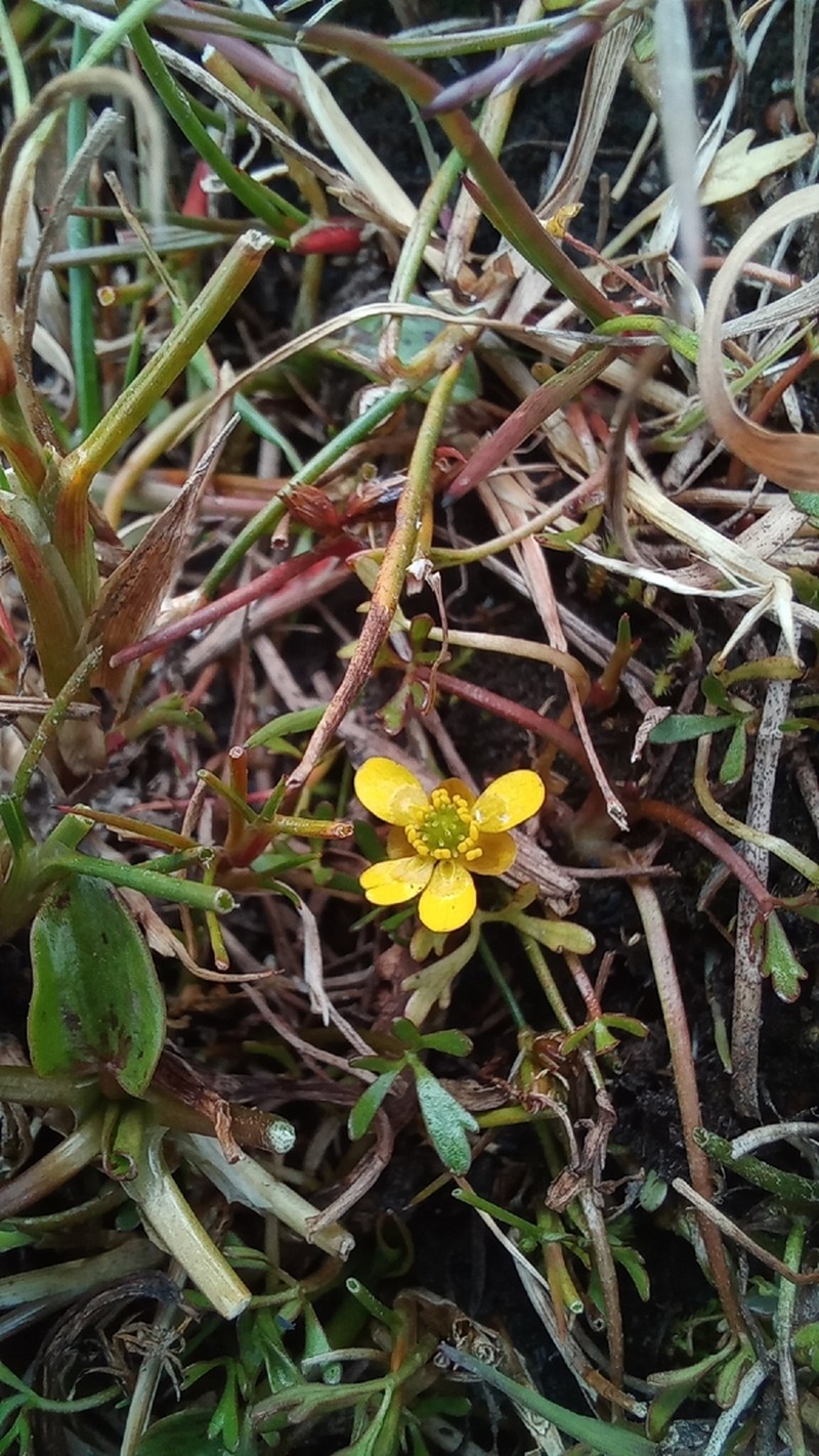 Ranunculus fuegianus photo 4