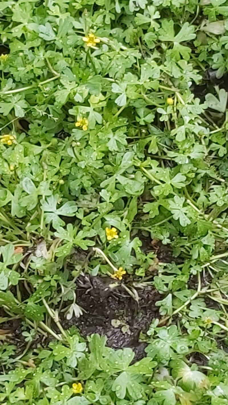 Ranunculus fuegianus photo 5
