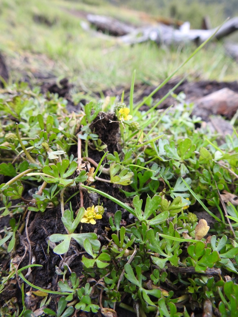Ranunculus fuegianus photo 6