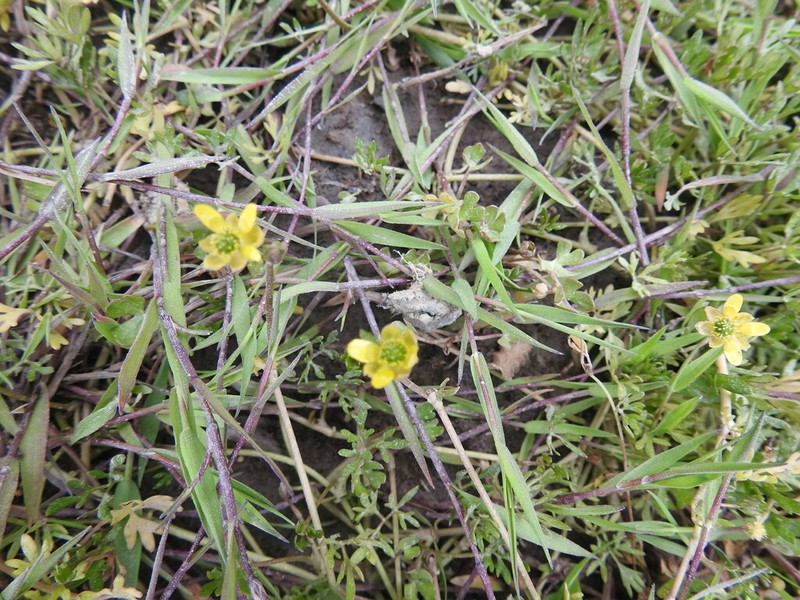 Ranunculus fuegianus photo 8