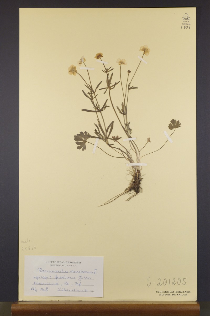 Ranunculus fuscinus