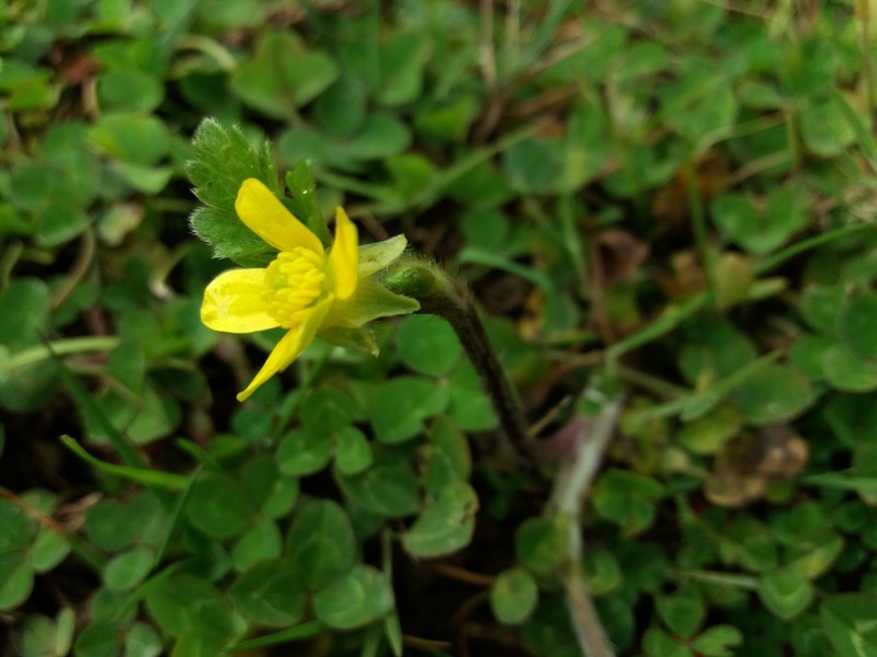 Ranunculus geranioides