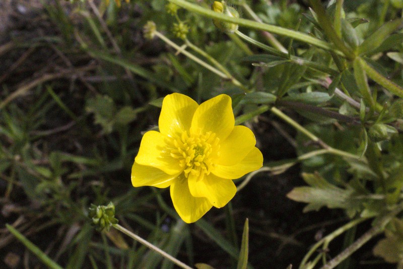 Ranunculus geranioides photo 2