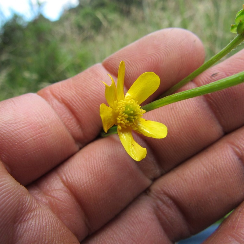 Ranunculus geranioides photo 3
