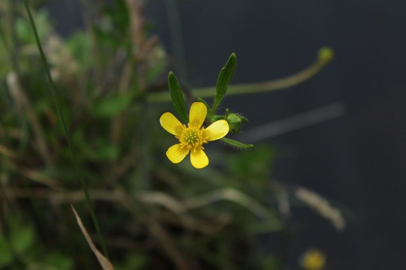 Ranunculus geranioides photo 4