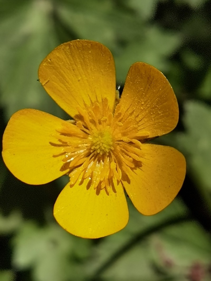 Ranunculus geranioides photo 5