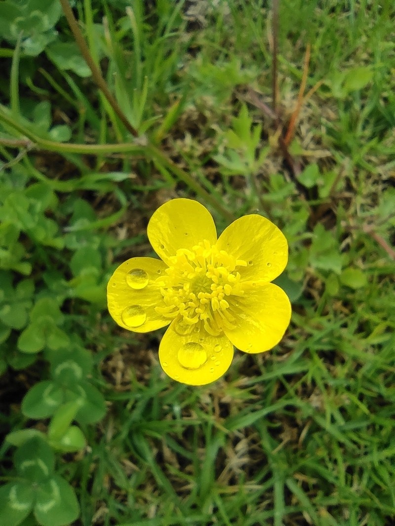 Ranunculus geranioides photo 6