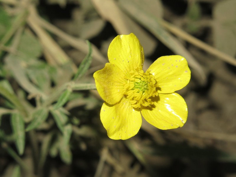 Ranunculus geranioides photo 7