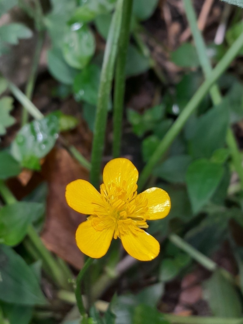 Ranunculus geranioides photo 8