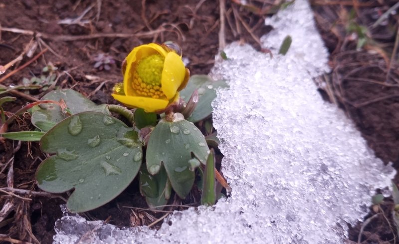 Sagebrush Buttercup photo 4