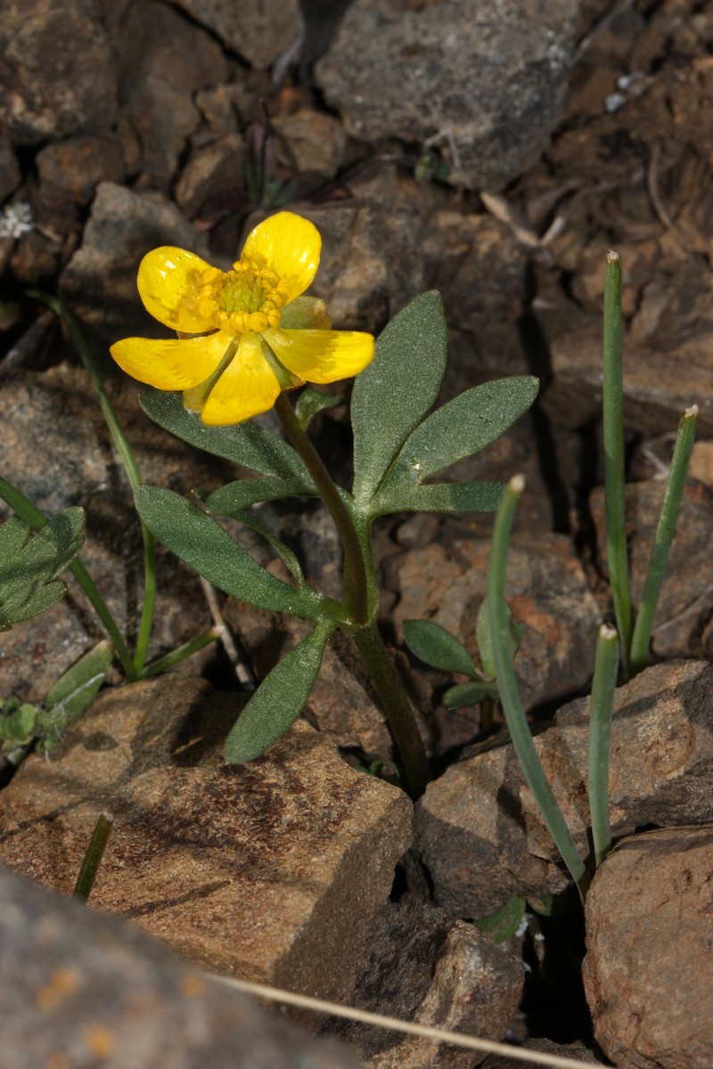 Sagebrush Buttercup