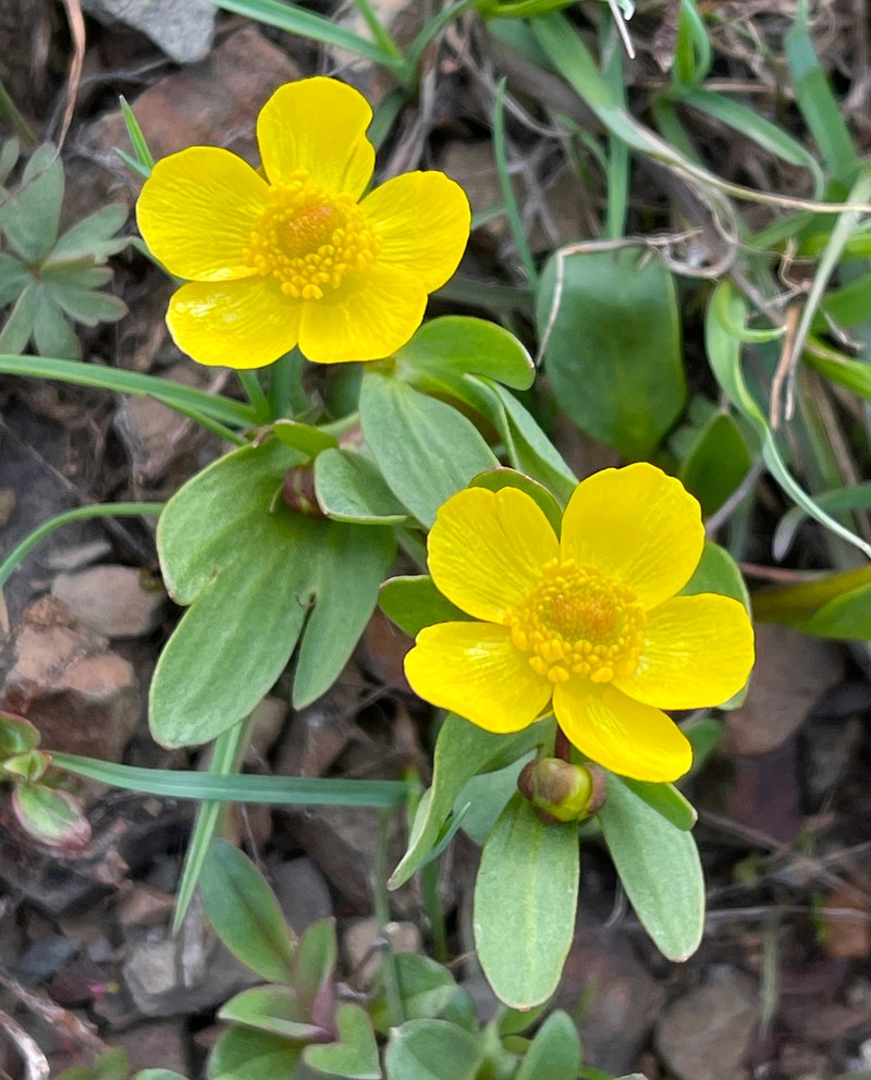 Sagebrush Buttercup photo 2