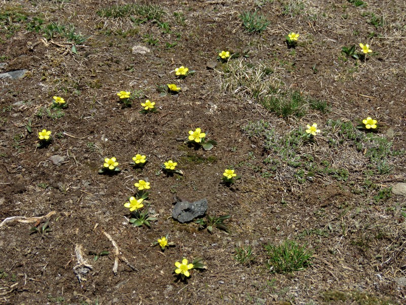 Sagebrush Buttercup photo 3
