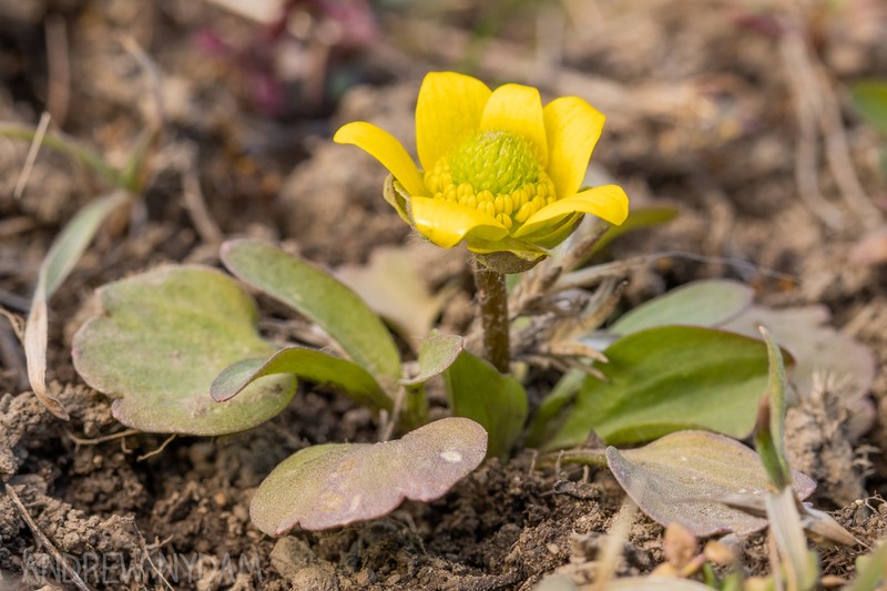 Sagebrush Buttercup photo 5