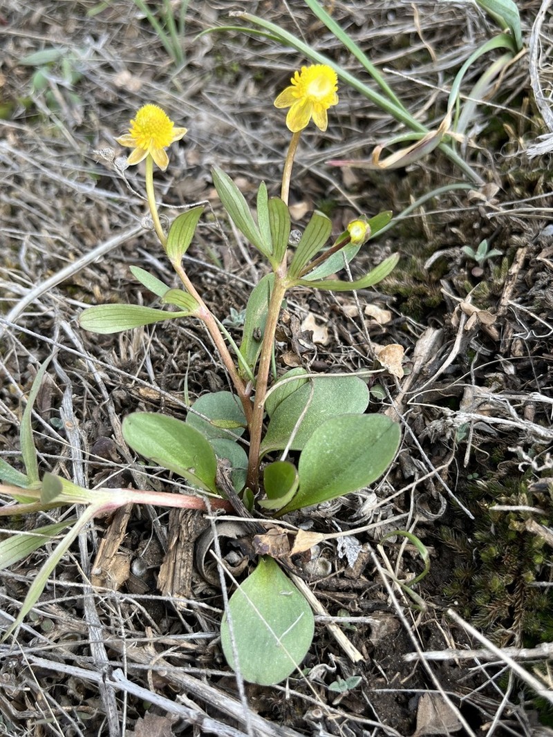 Sagebrush Buttercup photo 6