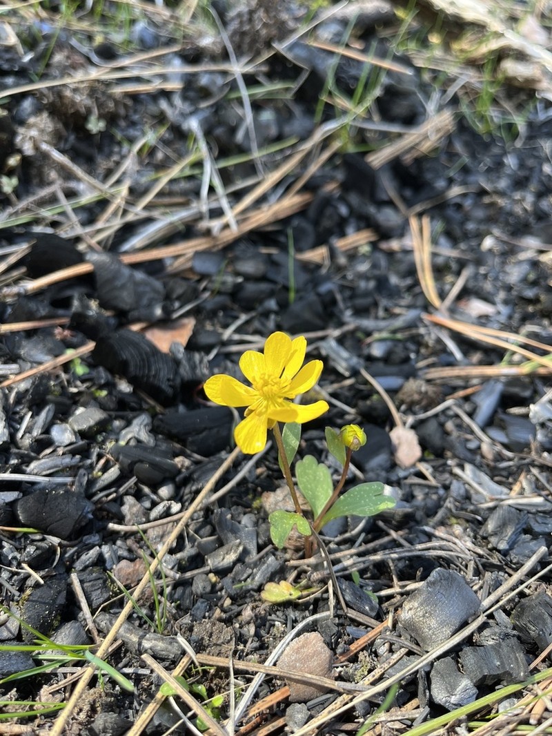Sagebrush Buttercup photo 7