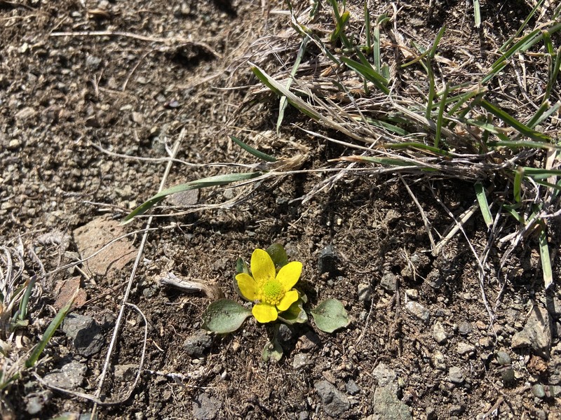 Oregon Buttercup