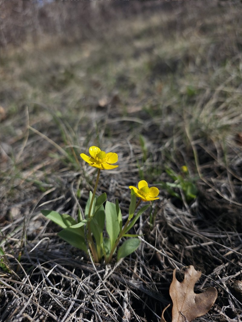 Oregon Buttercup photo 2