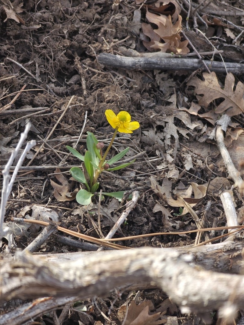 Oregon Buttercup photo 3