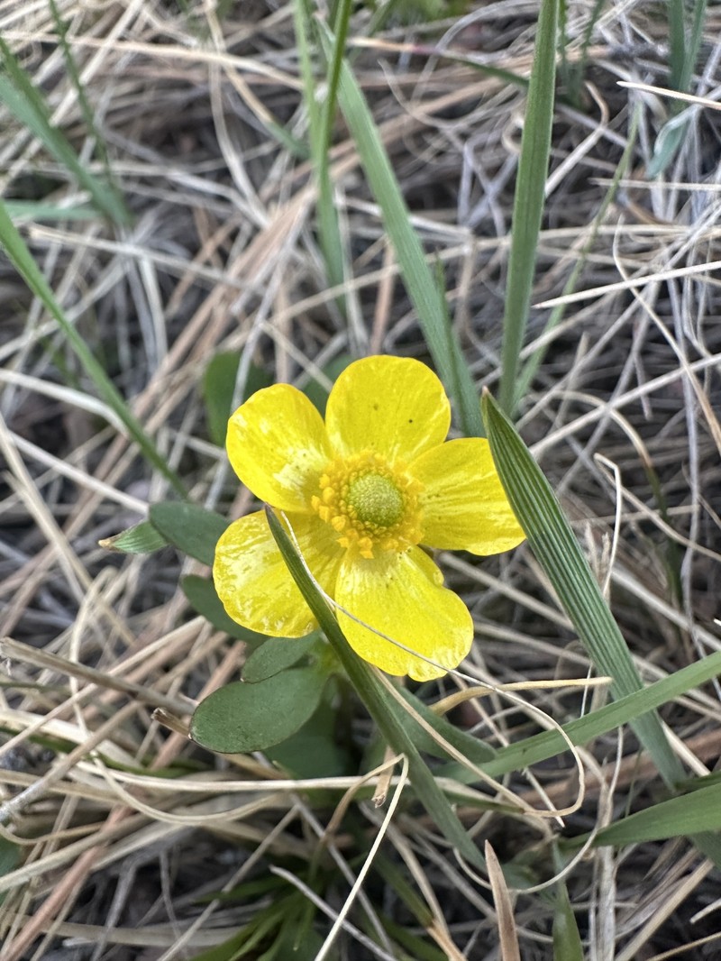 Oregon Buttercup photo 4