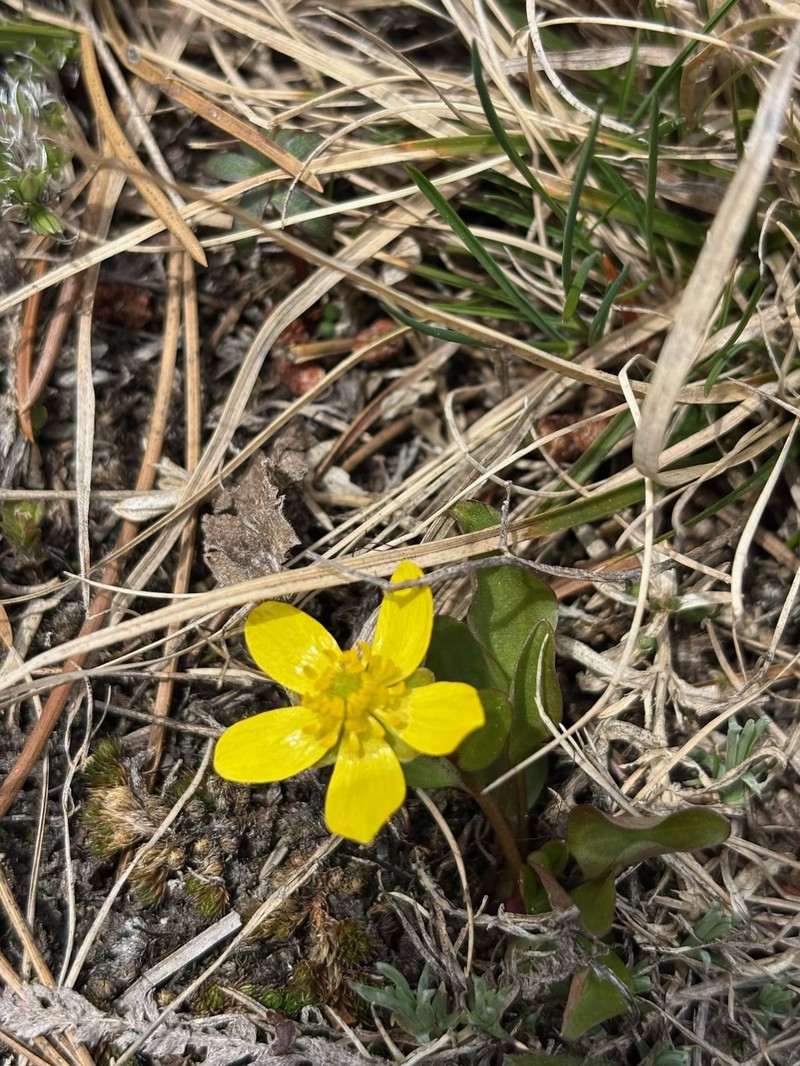 Oregon Buttercup photo 5
