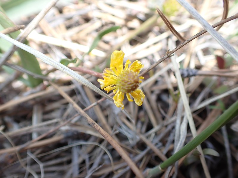 Oregon Buttercup photo 6