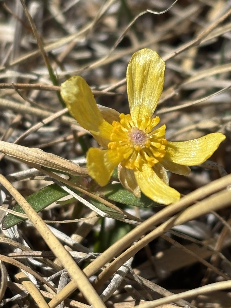 Oregon Buttercup photo 7