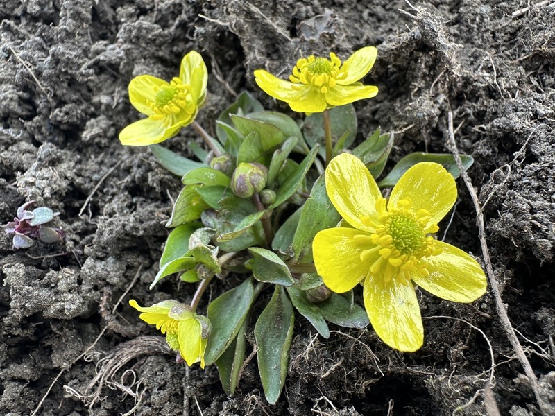 Oregon Buttercup photo 8