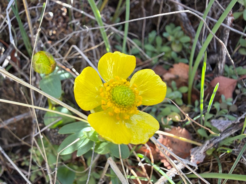 Ranunculus glaberrimus var. glaberrimus