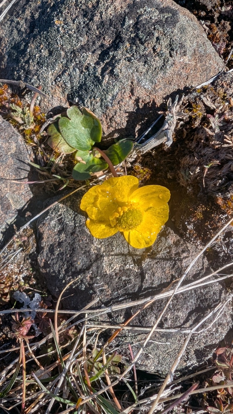 Ranunculus glaberrimus var. glaberrimus photo 2