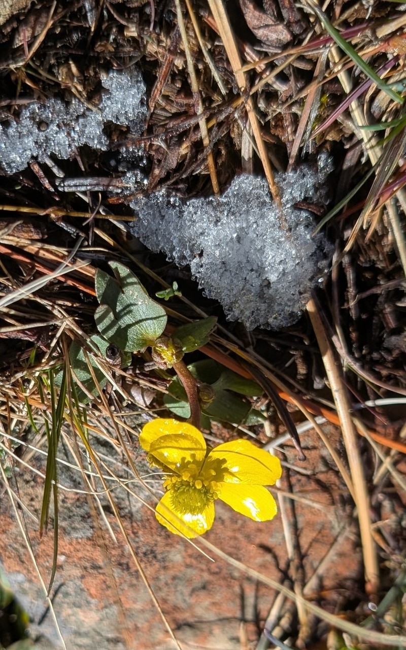 Ranunculus glaberrimus var. glaberrimus photo 3