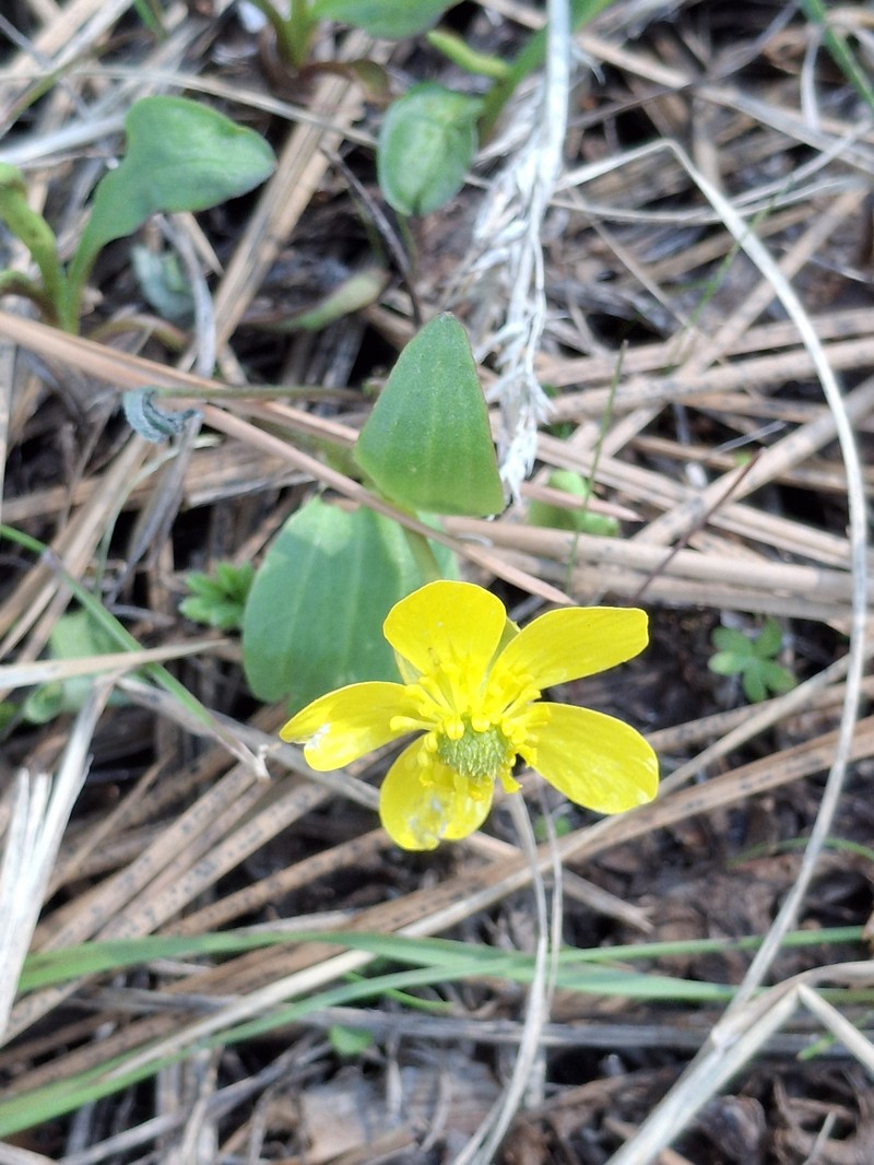 Ranunculus glaberrimus var. glaberrimus photo 4
