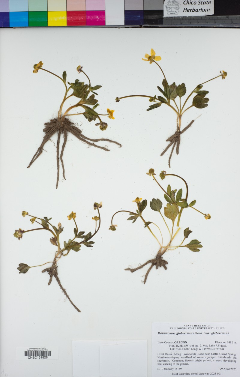 Ranunculus glaberrimus var. glaberrimus photo 5