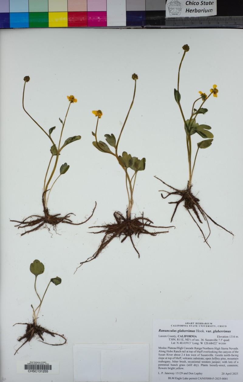Ranunculus glaberrimus var. glaberrimus photo 6