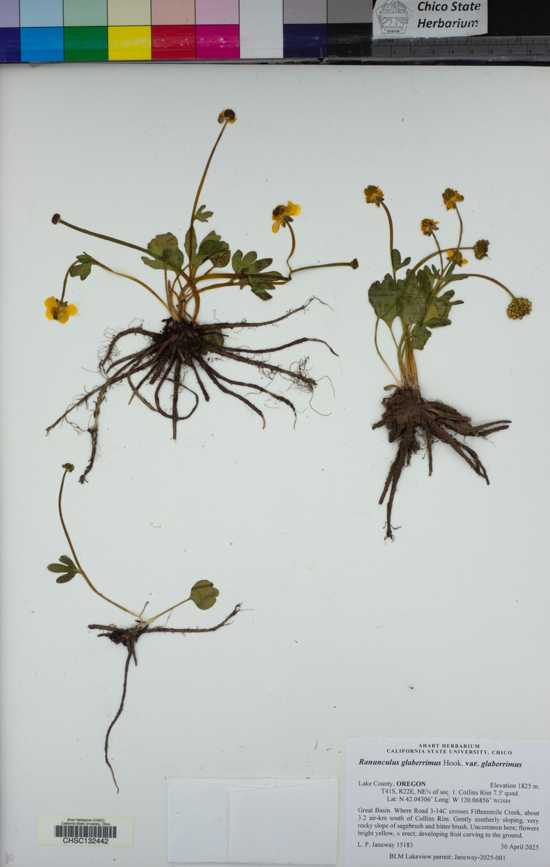 Ranunculus glaberrimus var. glaberrimus photo 7