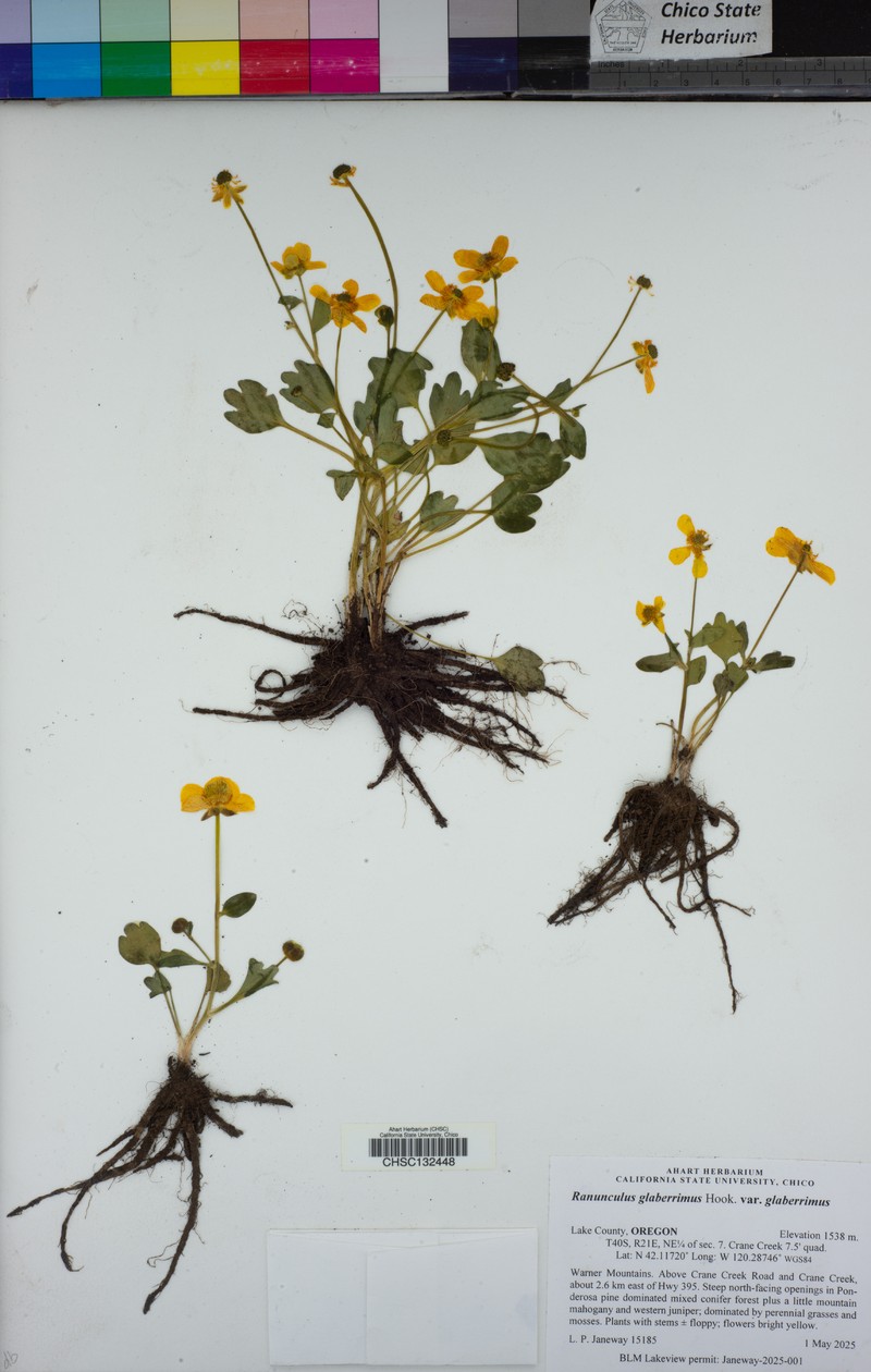 Ranunculus glaberrimus var. glaberrimus photo 8