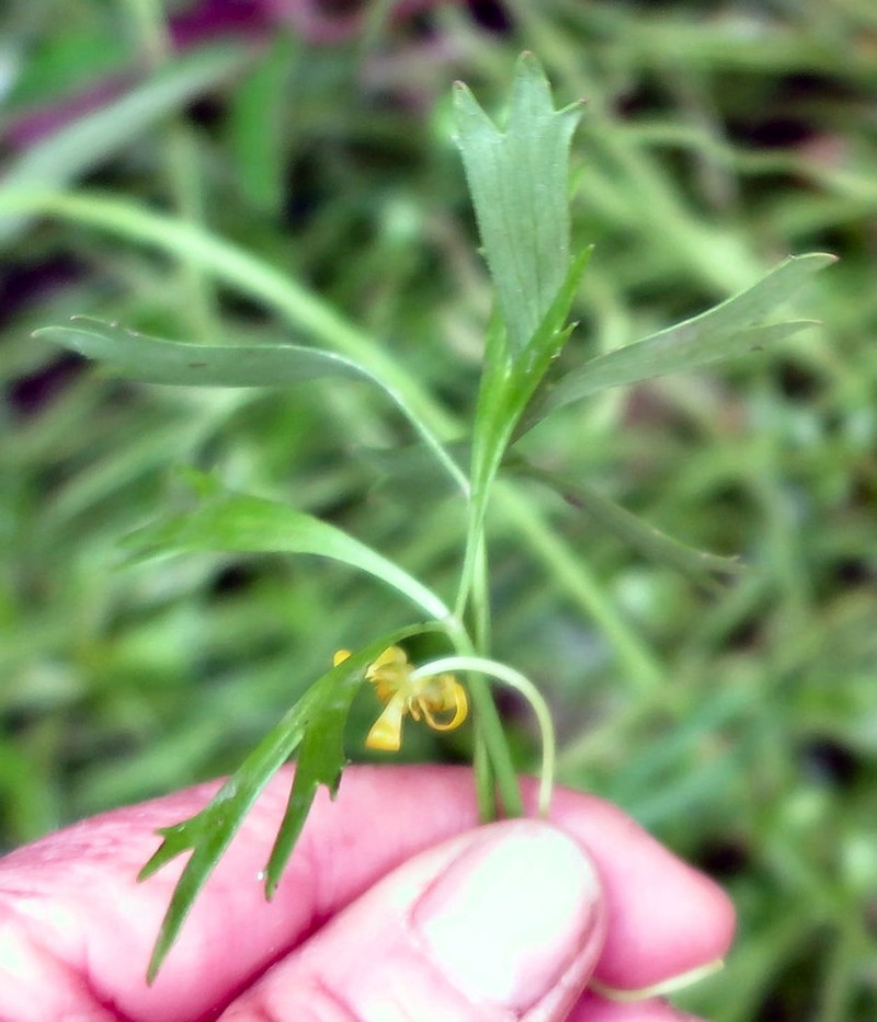 Ranunculus glabrifolius
