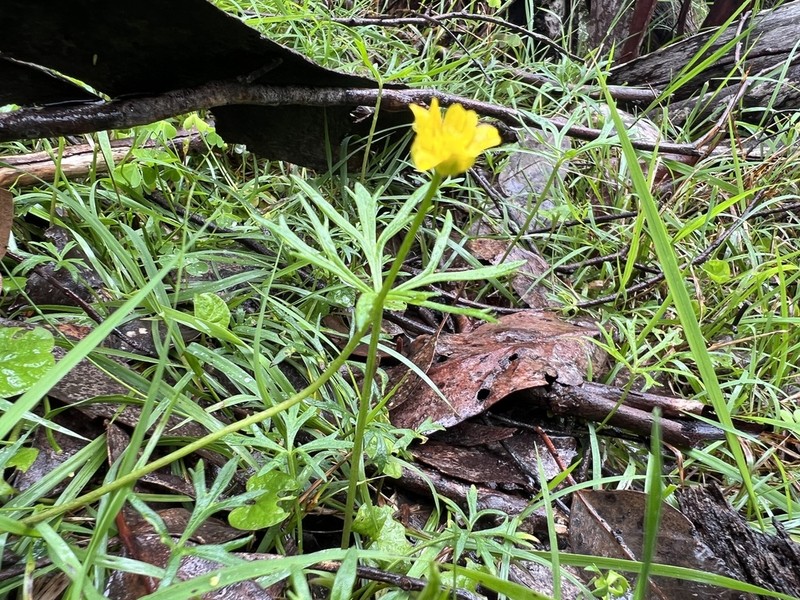 Ranunculus glabrifolius photo 2