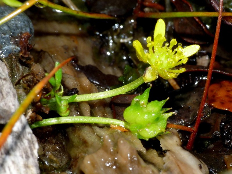 Ranunculus glabrifolius photo 3