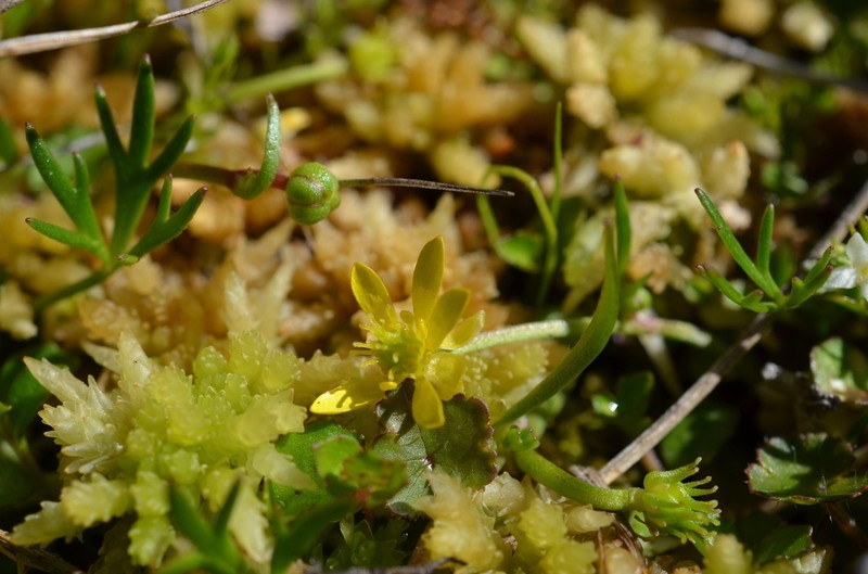 Ranunculus glabrifolius photo 4