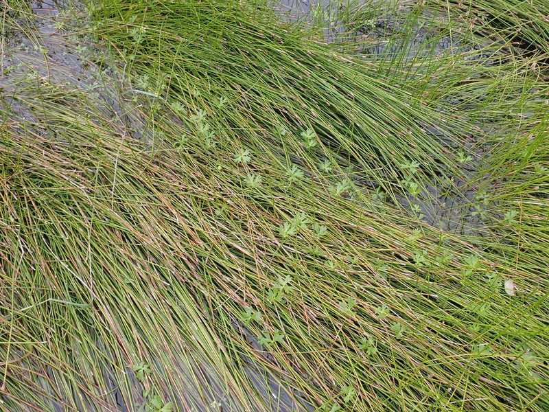 Ranunculus glabrifolius photo 5