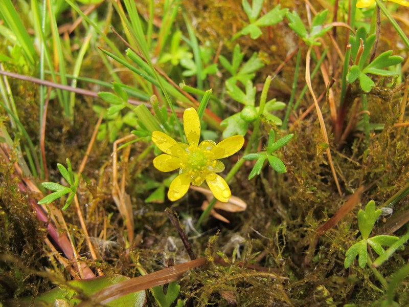 Ranunculus glabrifolius photo 7