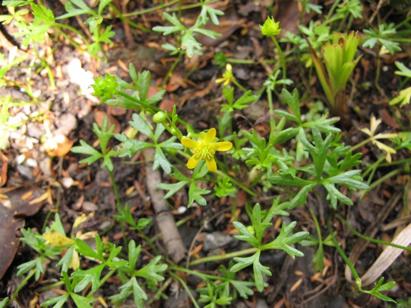 Ranunculus glabrifolius photo 8