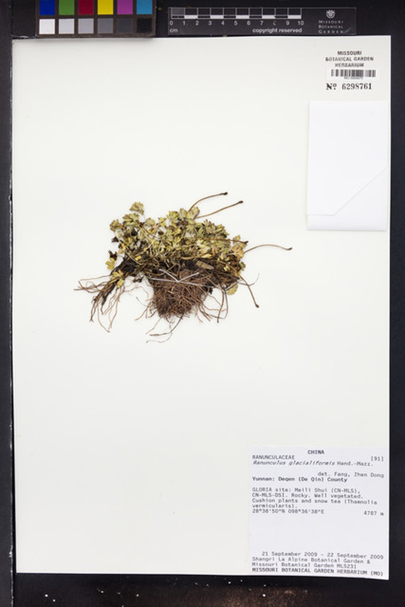 Ranunculus glacialiformis