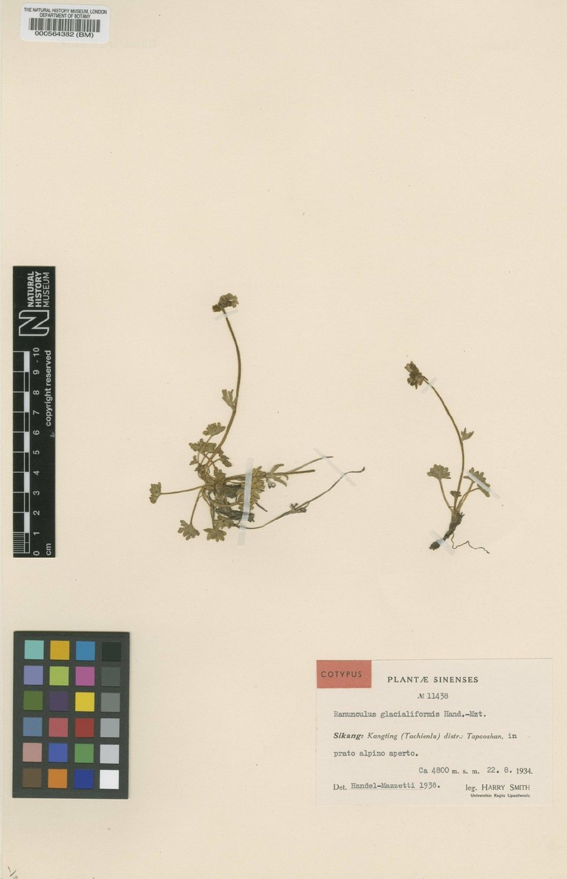 Ranunculus glacialiformis photo 2