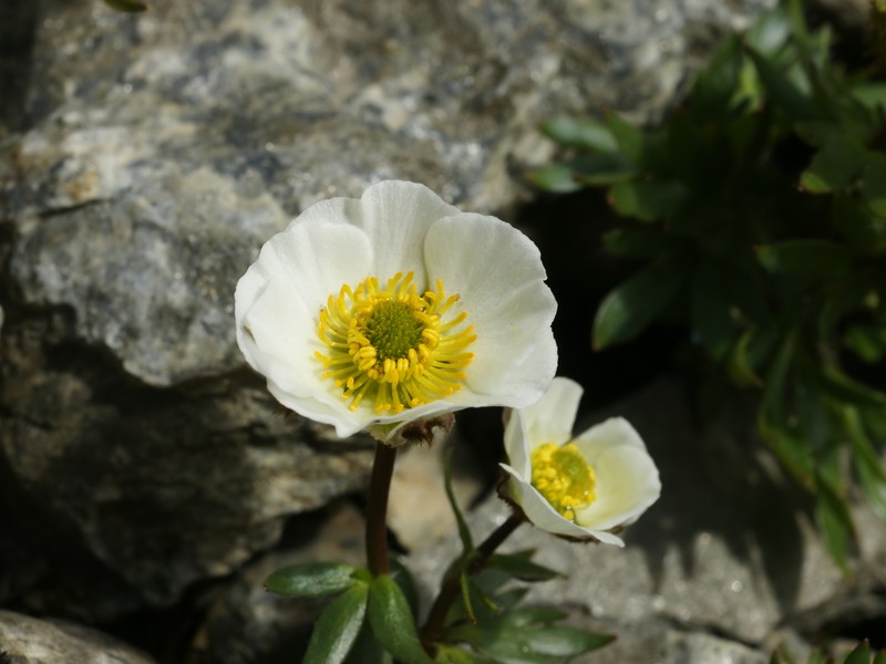 Glacier Buttercup photo 2