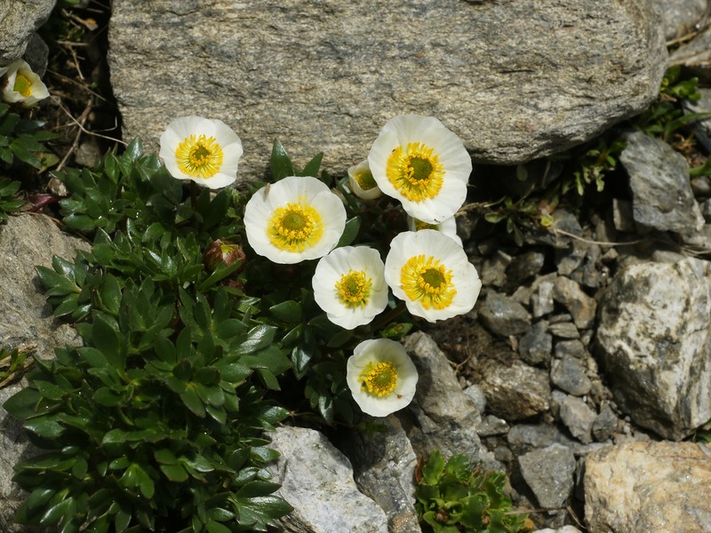 Glacier Buttercup photo 3