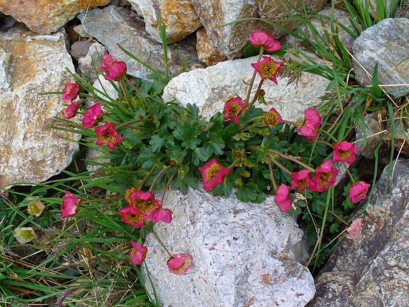 Glacier Buttercup photo 4